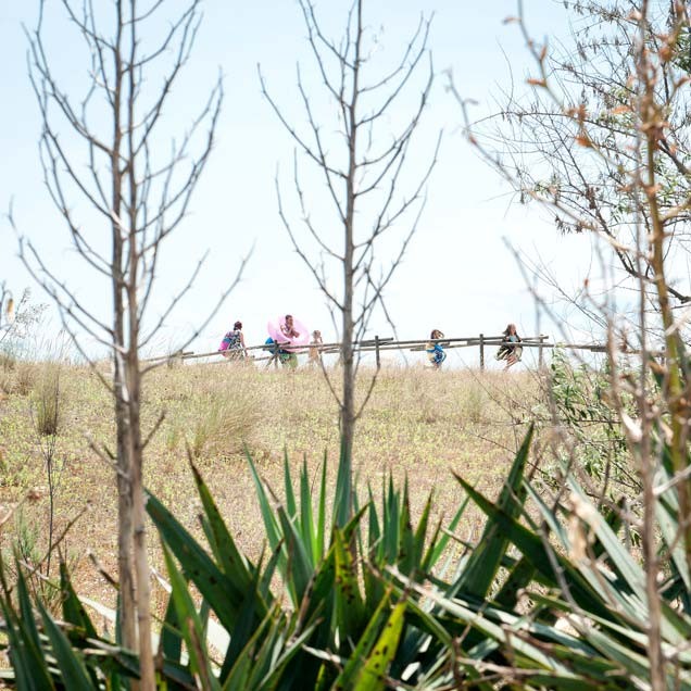 behind the trees of cavallino beach near italy airstream park in venice