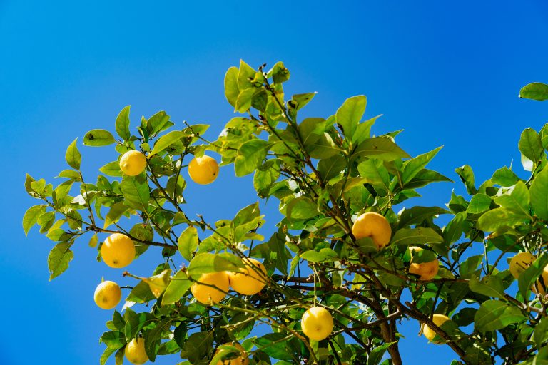 lemon tree in airstream park procida
